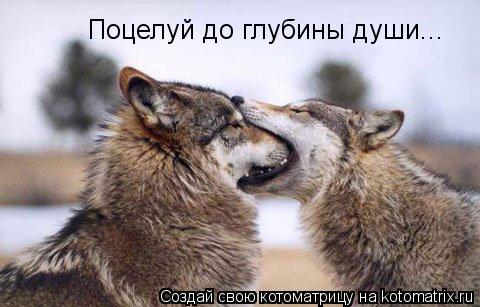Поцелуй до глубины души...... Котоматрица: Поцелуй до глубины души...