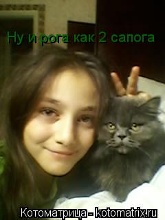 Котоматрица: Ну и рога как 2 сапога