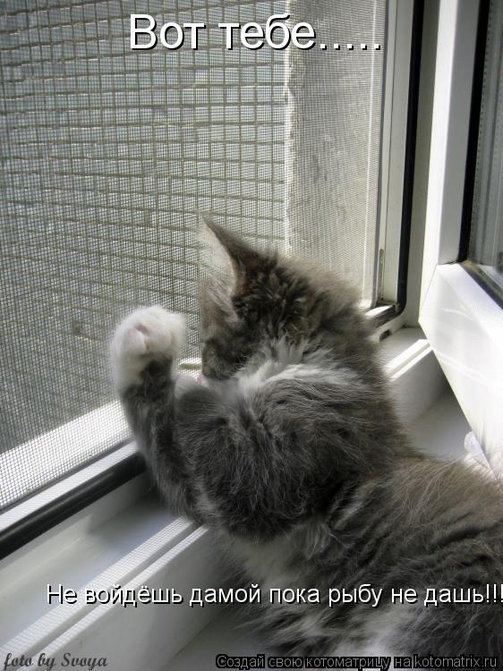 Вот тебе..... Не войдёшь дамой пока рыбу не дашь!!!!!... Котоматрица: Вот тебе..... Не войдёшь дамой пока рыбу не дашь!!!!!