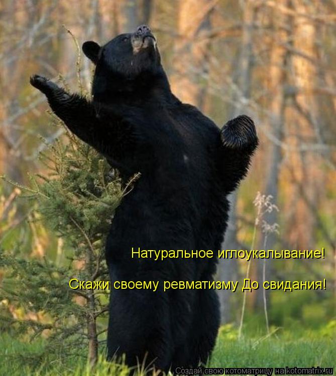Натуральное иглоукалывание! Скажи своему ревматизму До свидания!... Котоматрица: Натуральное иглоукалывание! Скажи своему ревматизму До свидания!