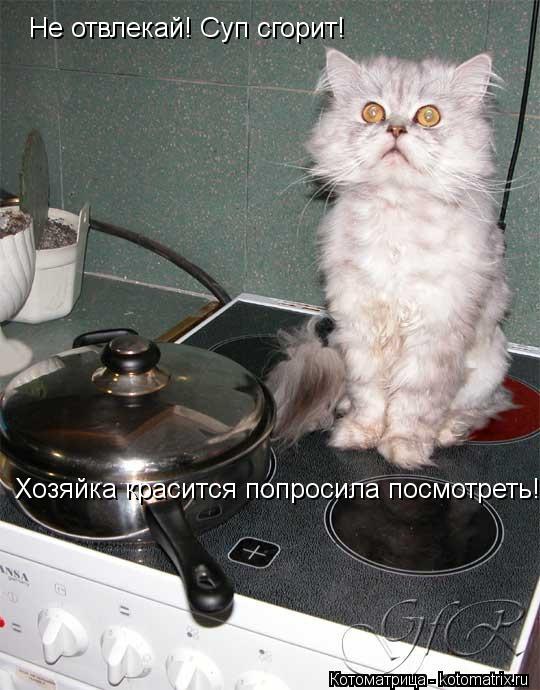 Не отвлекай! Суп сгорит! Хозяйка красится попросила посмотреть!... Котоматрица: Не отвлекай! Суп сгорит! Хозяйка красится попросила посмотреть!