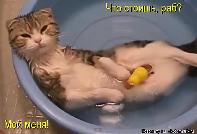 Мой меня! Что стоишь, раб?... Котоматрица: Мой меня! Что стоишь, раб?