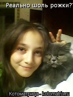 Котоматрица: Реально шоль рожки???