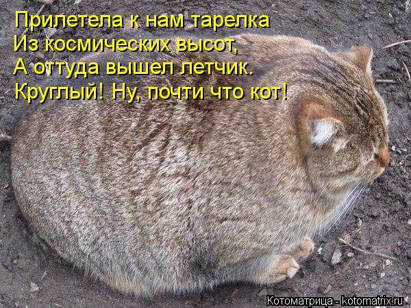 Котоматрица: Прилетела к нам тарелка Из космических высот, А оттуда вышел летчик.  Круглый! Ну, почти что кот!