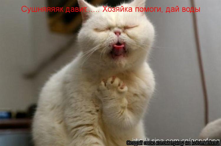 Сушняяяяк давит...... Хозяйка помоги, дай воды... Котоматрица: Сушняяяяк давит...... Хозяйка помоги, дай воды