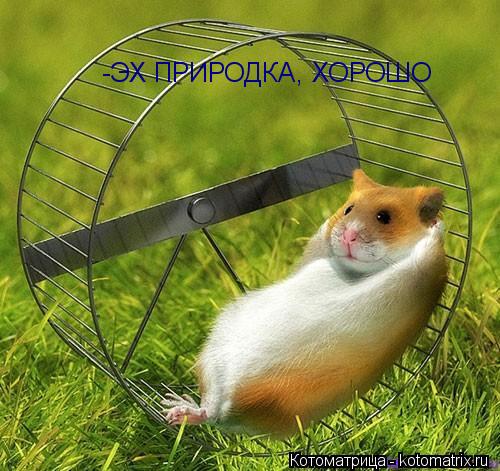 -ЭХ ПРИРОДКА, ХОРОШО... Котоматрица: -ЭХ ПРИРОДКА, ХОРОШО