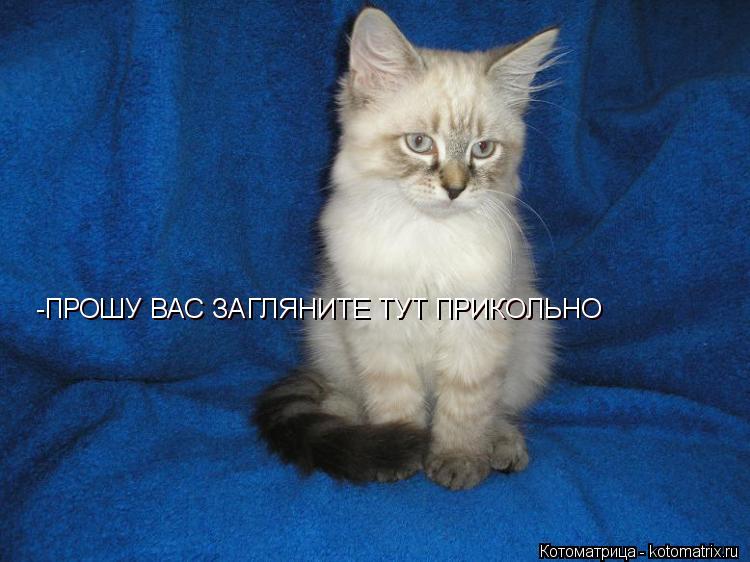 -ПРОШУ ВАС ЗАГЛЯНИТЕ ТУТ ПРИКОЛЬНО -ПРОШУ ВАС ЗАГЛЯНИТЕ ТУТ ПРИКОЛЬНО... Котоматрица: -ПРОШУ ВАС ЗАГЛЯНИТЕ ТУТ ПРИКОЛЬНО -ПРОШУ ВАС ЗАГЛЯНИТЕ ТУТ ПРИКОЛЬНО