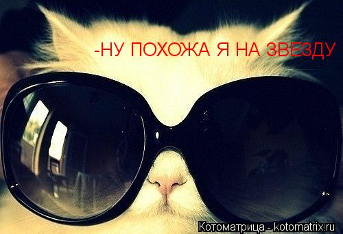 -НУ ПОХОЖА Я НА ЗВЕЗДУ... Котоматрица: -НУ ПОХОЖА Я НА ЗВЕЗДУ