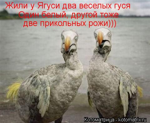 Котоматрица: Жили у Ягуси два веселых гуся   Один белый, другой тоже  две прикольных рожи)))