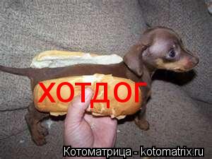 хотдог... Котоматрица: хотдог