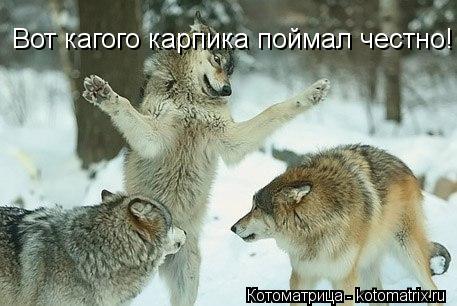Котоматрица: Вот кагого карпика поймал честно!