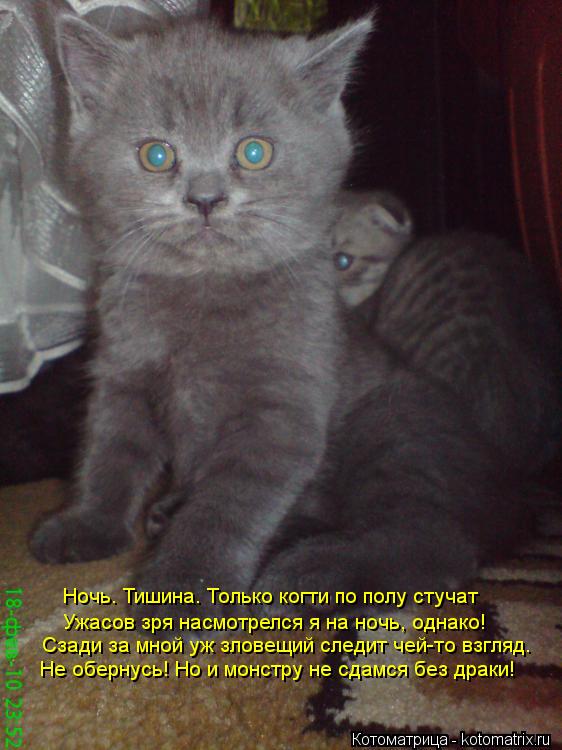 Котоматрица: Ночь. Тишина. Только когти по полу стучат Ужасов зря насмотрелся я на ночь, однако! Сзади за мной уж зловещий следит чей-то взгляд. Не обернус