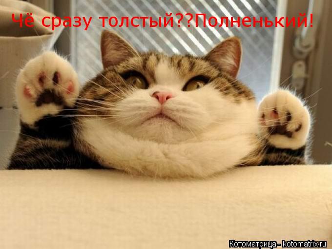 Чё сразу толстый??Полненький!... Котоматрица: Чё сразу толстый??Полненький!
