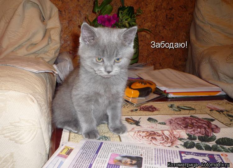 Котоматрица: Забодаю!