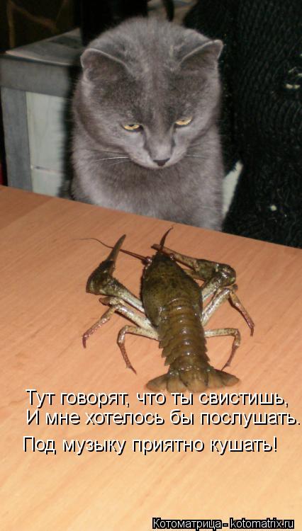 Тут говорят, что ты свистишь, И мне хотелось бы послушать.... Под музыку приятно кушать!... Котоматрица: Тут говорят, что ты свистишь, И мне хотелось бы послушать.... Под музыку приятно кушать!