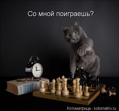 Со мной поиграешь?... Котоматрица: Со мной поиграешь?