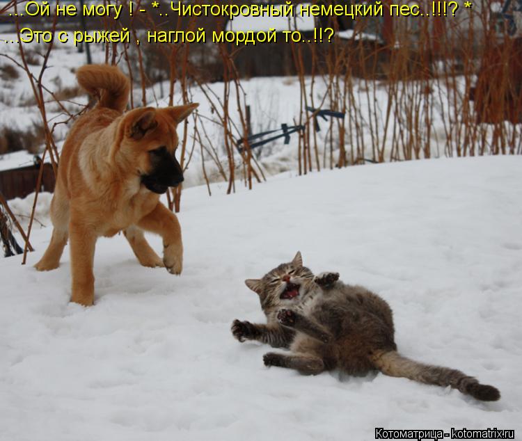 Котоматрица: ...Ой не могу ! - *..Чистокровный немецкий пес..!!!? *   ...Это с рыжей , наглой мордой то..!!?