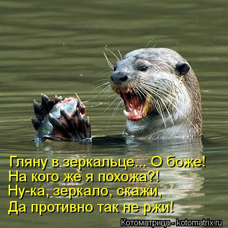 Котоматрица: Гляну в зеркальце... О боже! На кого же я похожа?! Ну-ка, зеркало, скажи, Да противно так не ржи!