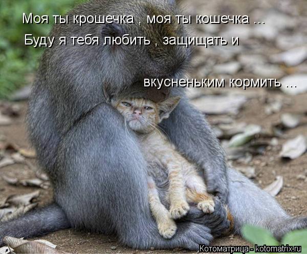 Котоматрица: Моя ты крошечка , моя ты кошечка ... Буду я тебя любить , защищать и  вкусненьким кормить ...