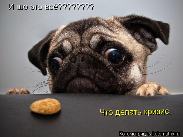 И шо это всё???????? Что делать кризис.... Котоматрица: И шо это всё???????? Что делать кризис.