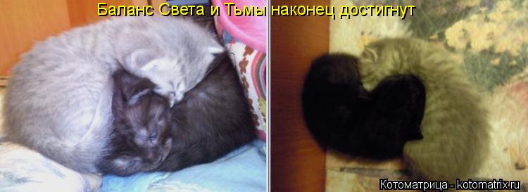 Котоматрица: Баланс Света и Тьмы наконец достигнут