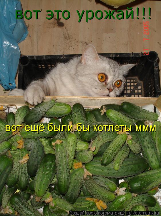 вот это урожай!!! вот ещё были бы котлеты ммм... Котоматрица: вот это урожай!!! вот ещё были бы котлеты ммм