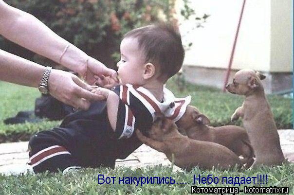 Вот накурились..... Небо падает!!!!... Котоматрица: Вот накурились..... Небо падает!!!!