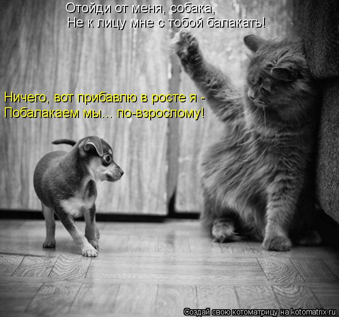 Котоматрица: Отойди от меня, собака, Не к лицу мне с тобой балакать! Ничего, вот прибавлю в росте я -  Побалакаем мы... по-взрослому!