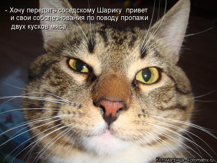 и свои соболезнования по поводу пропажи - Хочу передать соседскому Шарику привет двух кусков мяса..... Котоматрица: и свои соболезнования по поводу пропажи - Хочу передать соседскому Шарику привет двух кусков мяса...