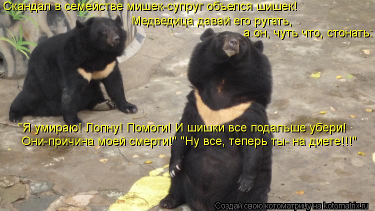 Котоматрица: Скандал в семействе мишек-супруг объелся шишек! Медведица давай его ругать, а он, чуть что, стонать: "Я умираю! Лопну! Помоги! И шишки все пода