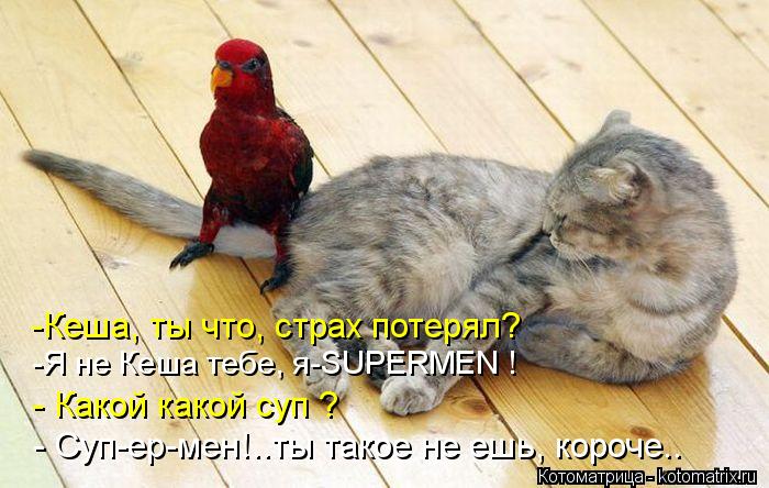 Котоматрица: -Я не Кеша тебе, я-SUPERMEN ! -Кеша, ты что, страх потерял? - Какой какой суп ? - Суп-ер-мен!..ты такое не ешь, короче..