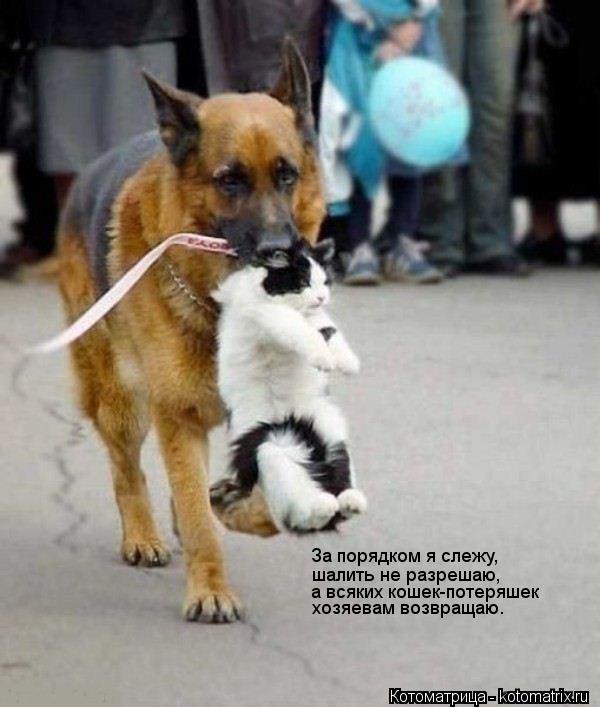 За порядком я слежу, шалить не разрешаю, а всяких кошек-потеряшек хозяевам возвращаю.... Котоматрица: За порядком я слежу, шалить не разрешаю, а всяких кошек-потеряшек хозяевам возвращаю.