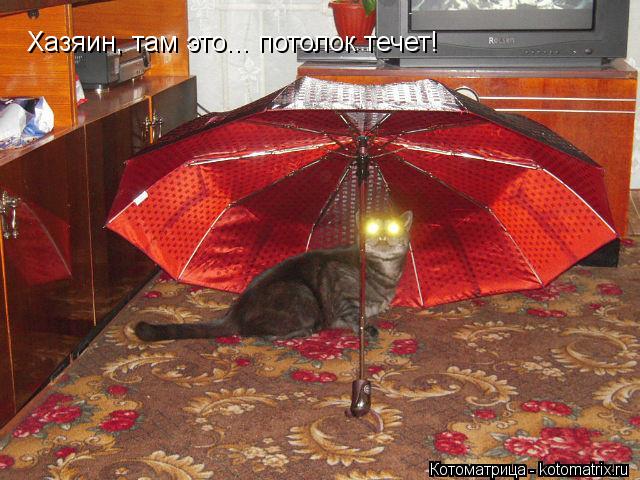 Котоматрица: Хазяин, там это... потолок течет!