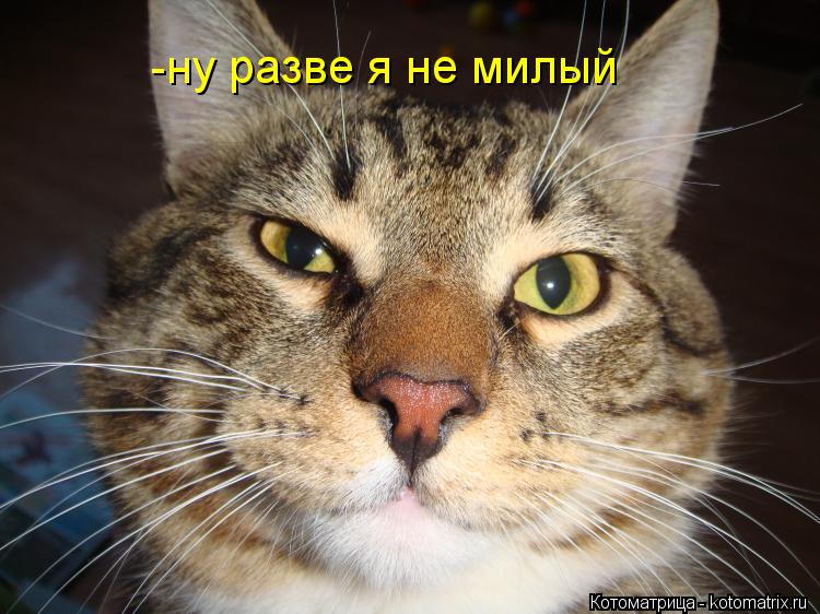 -ну разве я не милый... Котоматрица: -ну разве я не милый