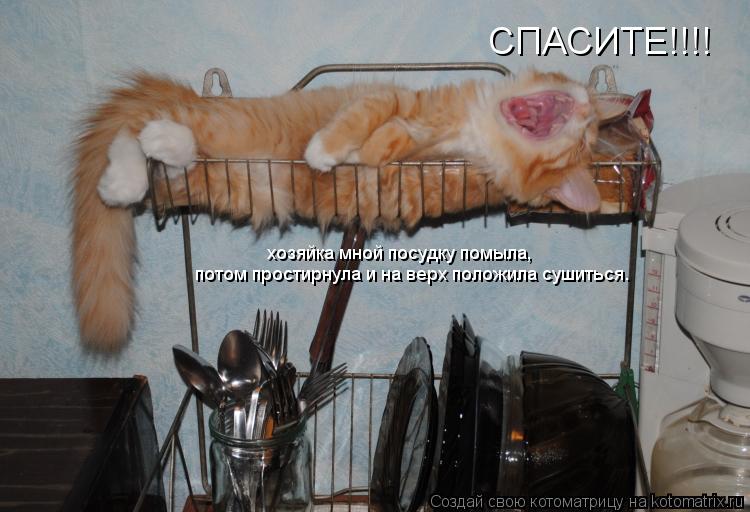 СПАСИТЕ!!!! потом простирнула и на верх положила сушиться. хозяйка мной посудку помыла,... Котоматрица: СПАСИТЕ!!!! потом простирнула и на верх положила сушиться. хозяйка мной посудку помыла,