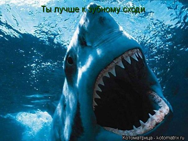 Ты лучше к зубному сходи... Котоматрица: Ты лучше к зубному сходи