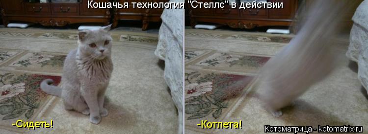 Котоматрица: Кошачья технология "Стеллс" в действии -Сидеть! -Котлета!