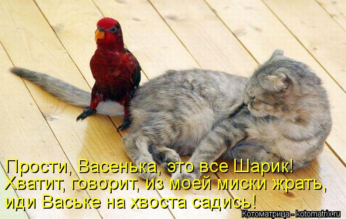 Прости, Васенька, это все Шарик! Хватит, говорит, из моей миски жрать, иди Ваське на хвоста садись!... Котоматрица: Прости, Васенька, это все Шарик! Хватит, говорит, из моей миски жрать, иди Ваське на хвоста садись!