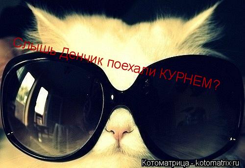 Котоматрица: Слышь Денчик поехали КУРНЕМ?