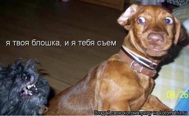 я твоя блошка, и я тебя съем... Котоматрица: я твоя блошка, и я тебя съем