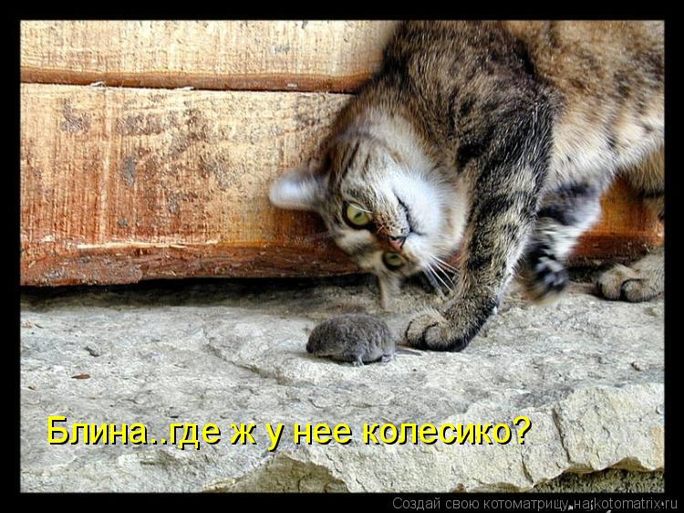 Котоматрица: Блина..где ж у нее колесико?