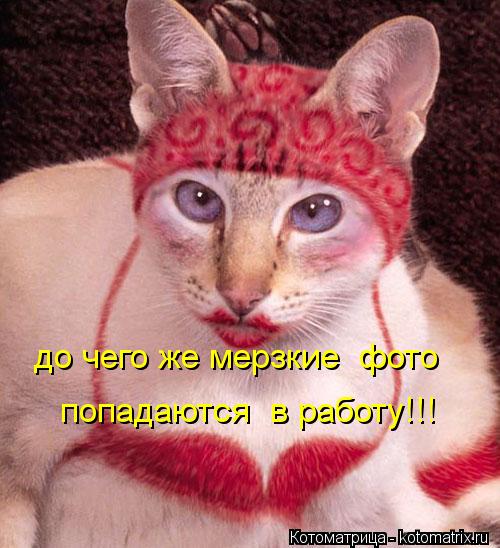 Котоматрица: до чего же мерзкие  фото  попадаются  в работу!!!