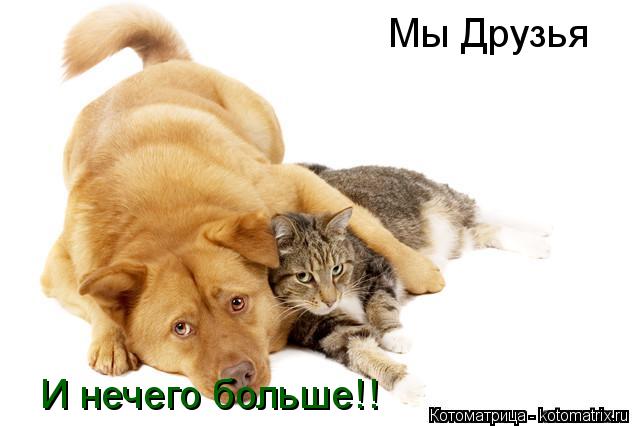 Котоматрица: Мы Друзья И нечего больше!!
