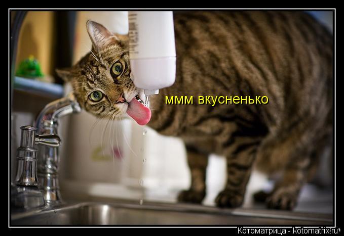 Котоматрица: ммм вкусненько