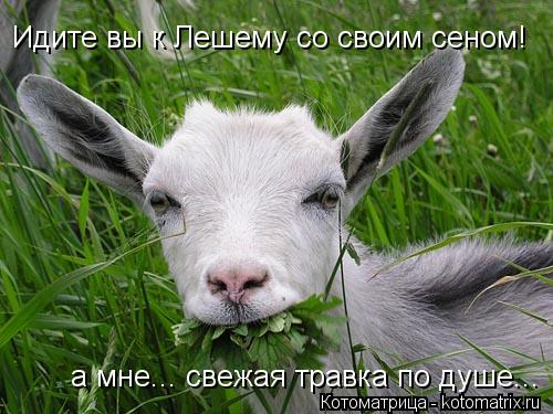 Идите вы к Лешему со своим сеном! а мне... свежая травка по душе...... Котоматрица: Идите вы к Лешему со своим сеном! а мне... свежая травка по душе...