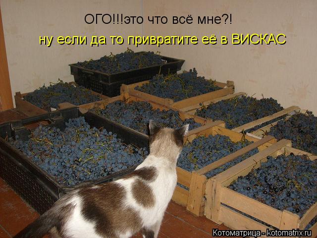 ОГО!!!это что всё мне?! ну если да то привратите её в ВИСКАС ну если да то привратите её в ВИСКАС... Котоматрица: ОГО!!!это что всё мне?! ну если да то привратите её в ВИСКАС ну если да то привратите её в ВИСКАС