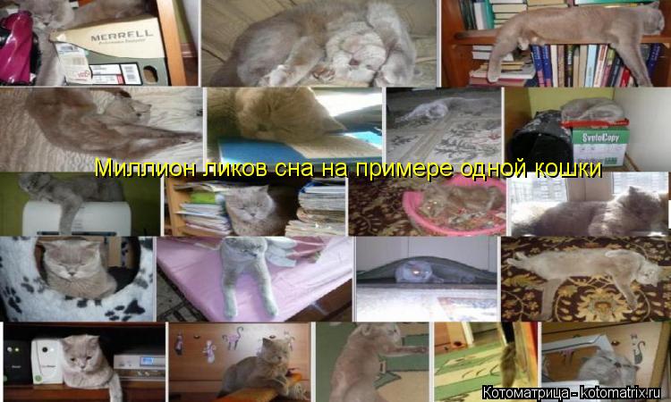Котоматрица: Миллион ликов сна на примере одной кошки