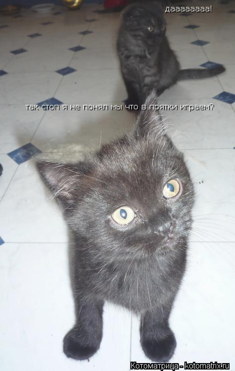 Котоматрица: так стоп я не понял мы что в прятки играем? даааааааа!