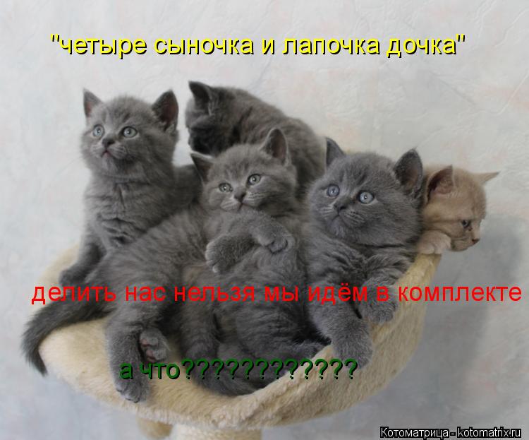 "четыре сыночка и лапочка дочка" делить нас нельзя мы идём в комплекте а что????????????... Котоматрица: "четыре сыночка и лапочка дочка" делить нас нельзя мы идём в комплекте а что????????????