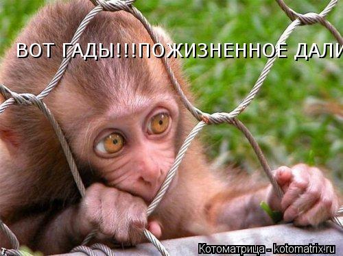 Котоматрица: ВОТ ГАДЫ!!!ПОЖИЗНЕННОЕ ДАЛИ